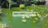 Jbl Phosex Pond Direct 500Ml Tavi Hatásos Algagátló Zöld Vízre (Jbl 27394)