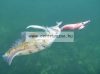 Lineaeffe Squid Catcher Jig Rhfn Tengeri Műcsali 8G (5096821) - Pinkhead