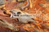 Exo-Terra Buffalo Skull - Bölény Koponya Formájú Búvóhely Hüllők Részére  13X9X24Cm (Pt2857)