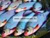 Browning Big & Specimen Fish - Feeder Set - Full Kit Kosár Szett  (6678995)