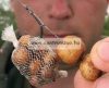 Carpexpress Baits Mega Xxl Brown Tigernut - Spanyol Barna Óriás Tigrismogyoró Főtt Édes 150g