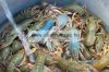 Rákász Háló  Ragot Shrimps Net 30Cm Rákfogó Rácsa (Rg7021000)