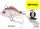 Spro-Gamakatsu Asp Uv 7G (4341-207) Roach