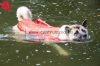 Jk Animals Dog Life Jacket Mentőmellény Kutyáknak Xlarge (44263)