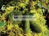 Carp Spirit Trilobe Camo Weed Lead 130g 4,6oz távdobó ólom hínárzöld (ACS550151)