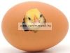 Tojás Átvilágító - Golden Egg Led Light - lámpázó termékenység ellenőrző lámpa
