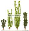 Tetra Dekoart Plantastics Hygrophila Műnövény 1-Es S 15Cm (270237)