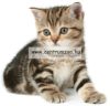 Camon Cat Collare Gatto Nylon Reflex Fényvisszaverő Nyakörv Cicáknak (Dg016)