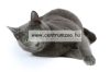 Camon Cat Collare Gatto Nylon Reflex Fényvisszaverő Nyakörv Cicáknak (Dg016)