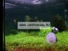 Jbl Manado Növény Talaj Növényes Akváriumokba  1,5 Liter (67021)