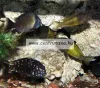 Sera Cichlid Malawi Granules sügértáp 1000ml (000396)