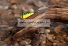 Spinmad Tail Spinner wobbler Jigmaster 4,5cm 12g (1401)