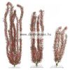 TETRA Dekoart Plantastics Red Foxtail műnövény 1-es "S" 15cm